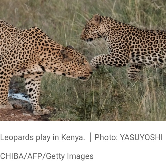 Consider Leopard print as a Neutral - Picture 5 of 8